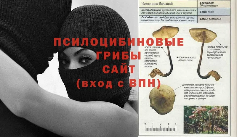 Галлюциногенные грибы Psilocybe  нарко площадка состав  Орск 